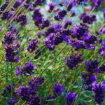 Entre bleu et violet, la couleur "Future Dusk" fait vibrer le jardin