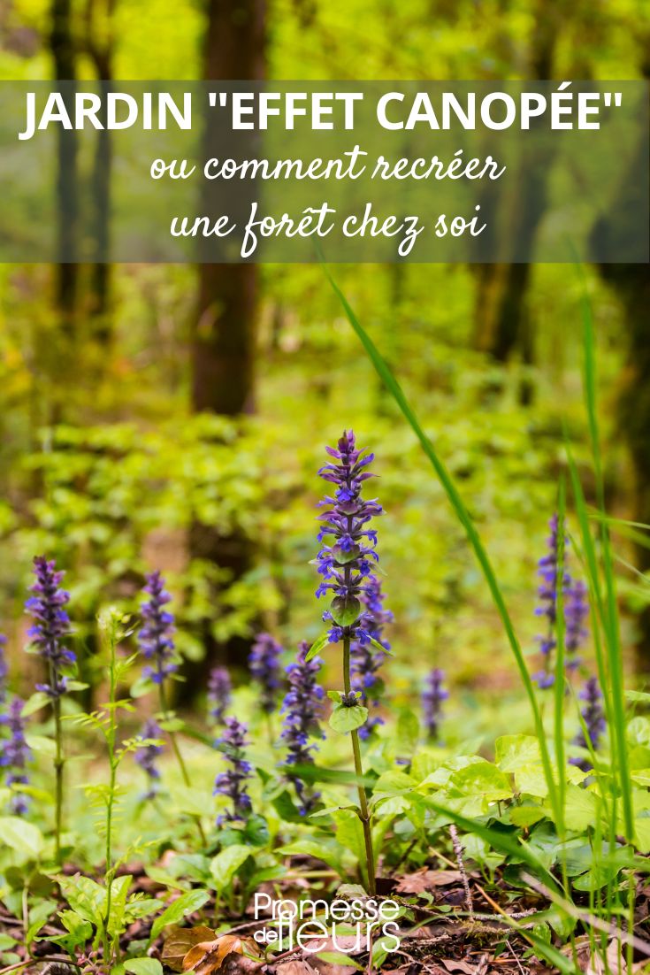Tendance jardin Effet canopée, ou comment recréer une forêt chez soi jardin foret