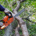 Jardinage débutant : couper un arbre en toute sécurité en 5 étapes simples
