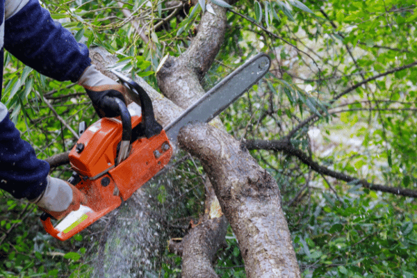 Jardinage débutant : couper un arbre en toute sécurité en 5 étapes simples