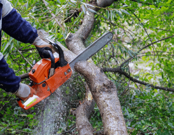 Jardinage débutant : couper un arbre en toute sécurité en 5 étapes simples
