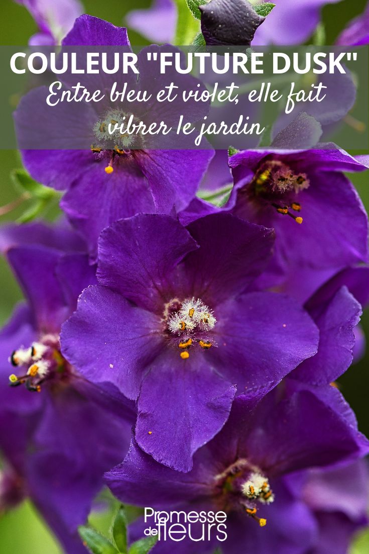 Verbascum phoeniceum 'Violetta Entre bleu et violet, la couleur "Future Dusk" fait vibrer le jardin