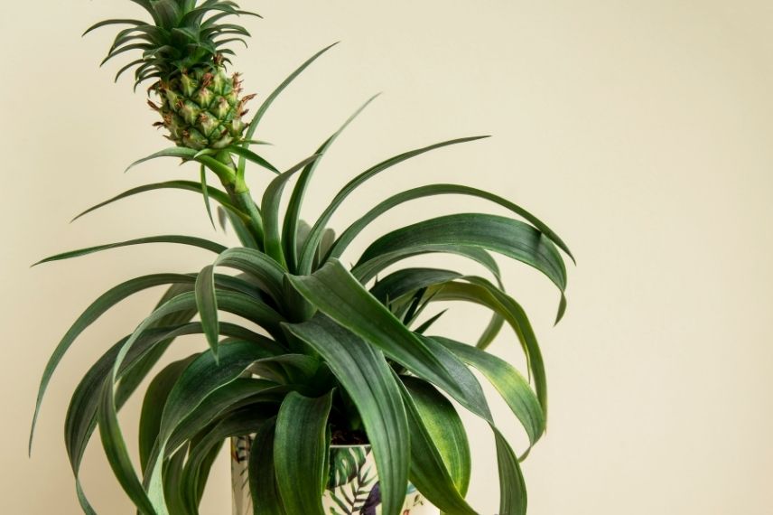 ananas en pot entretien 