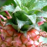 Ananas : l'entretien de cette plante d'intérieur au fil des saisons