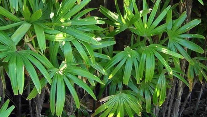 Les arbustes exotiques à feuillage luxuriant : pour un jardin dépaysant !