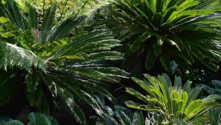 Les arbustes exotiques à feuillage graphique : structurez votre jardin avec style