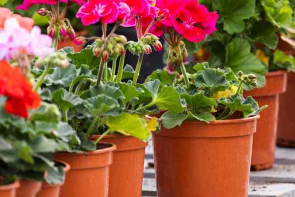 Comment bouturer le pélargonium ou géranium des balcons ?