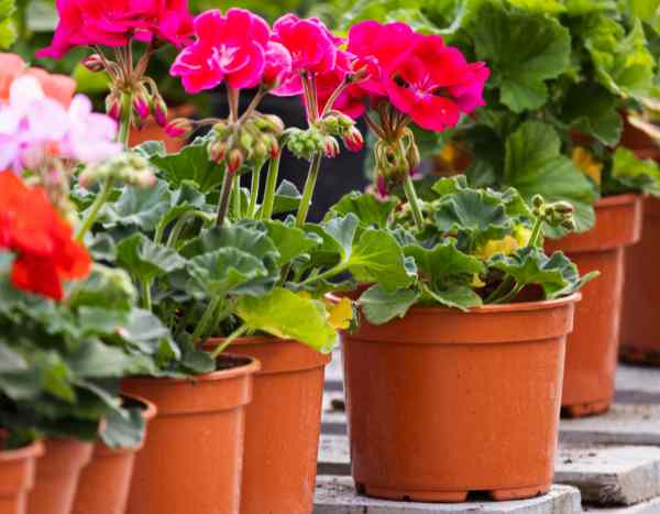 Comment bouturer le pélargonium ou géranium des balcons ?