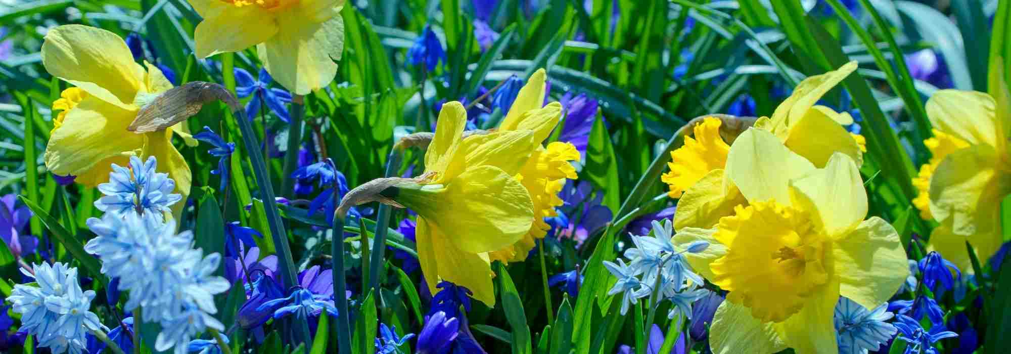 Adoptez ces bulbes à floraison longue durée !