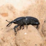 Charançon de l'agave : Identification, traitement et prévention efficaces