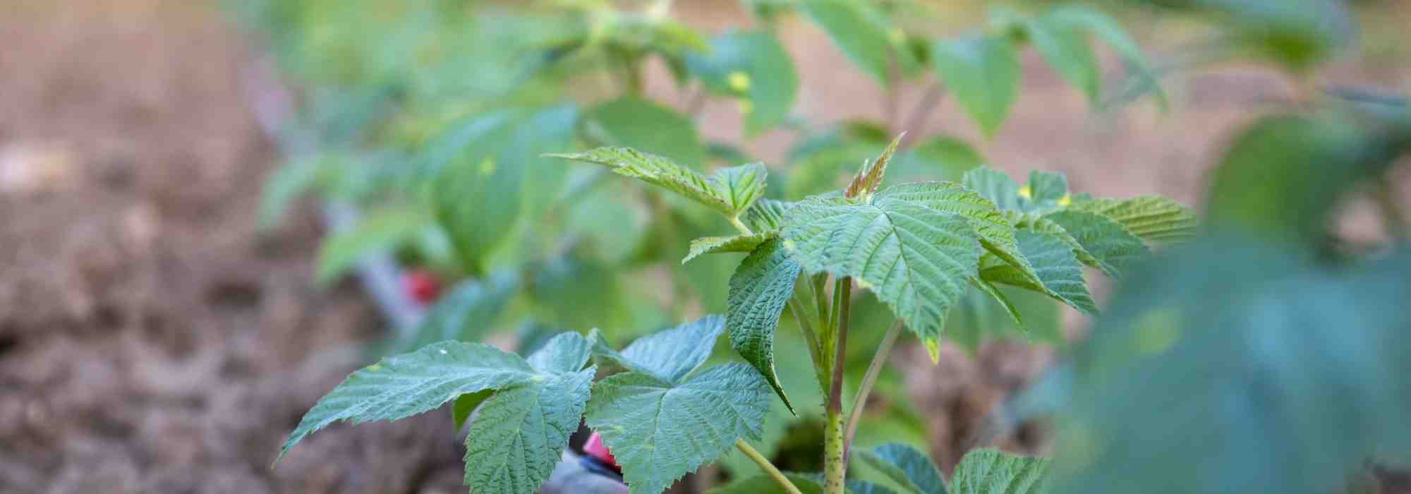 Feuilles de framboisier : bienfaits, usages et vertus pour la santé