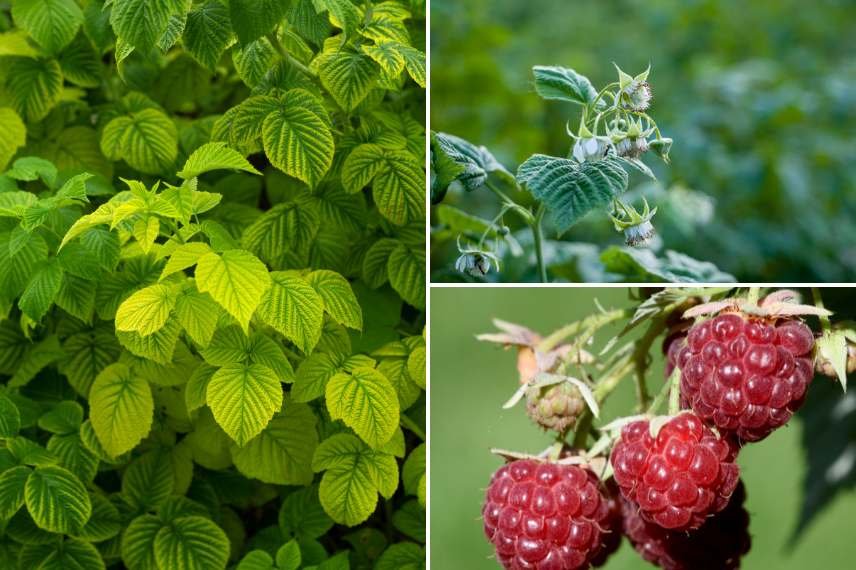 framboisier plante médicinale