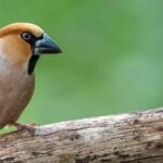 Comment attirer le grosbec casse-noyaux dans son jardin ?