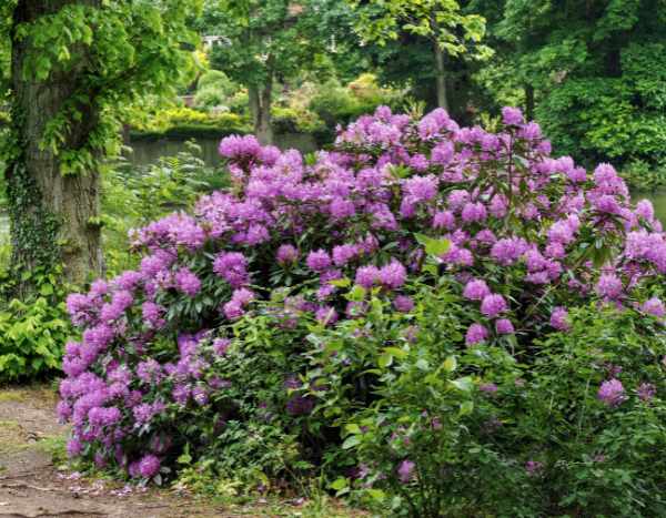 Comment marcotter facilement le rhododendron ?