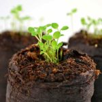 Je viens de recevoir ma commande de plantes annuelles en minimottes : que faire ?