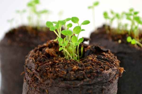 Je viens de recevoir ma commande de plantes annuelles en minimottes : que faire ?