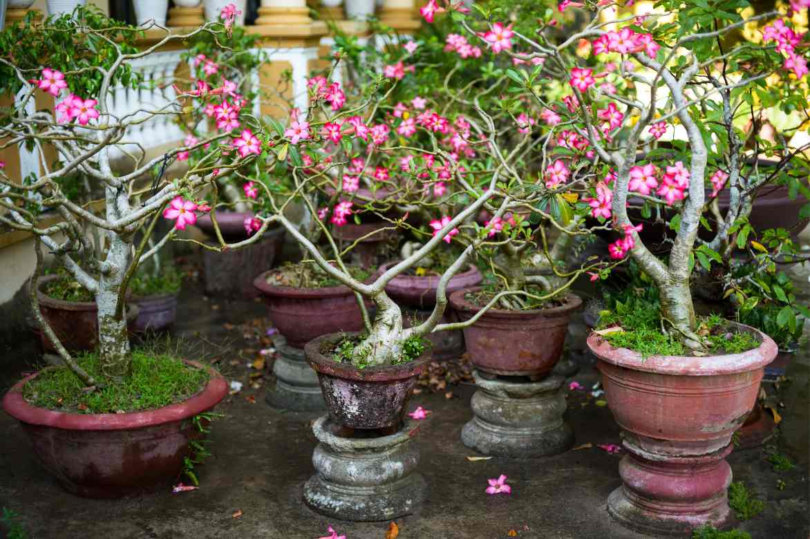 adenium pot welchen wählen