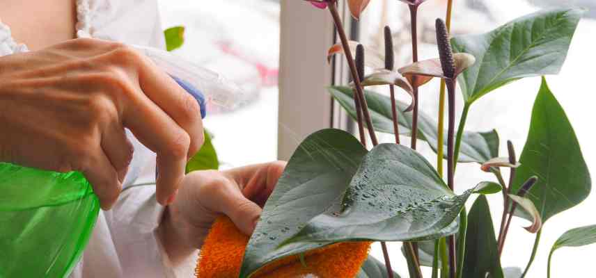 anthurium soins