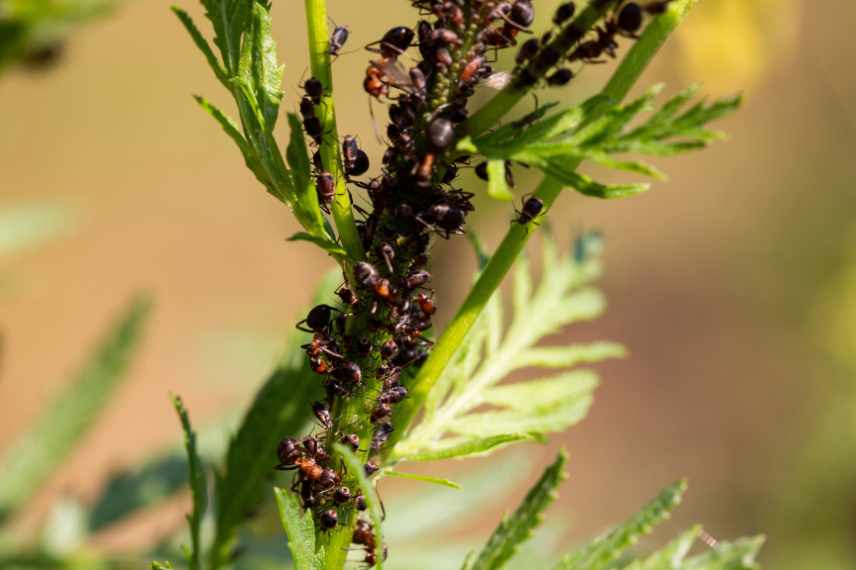 Euryops malade insectes