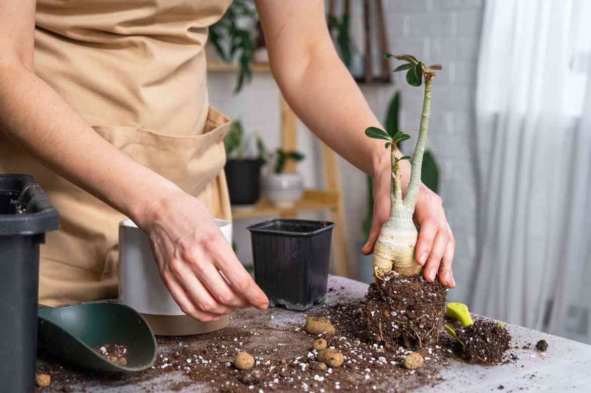 wie man adenium umtopft