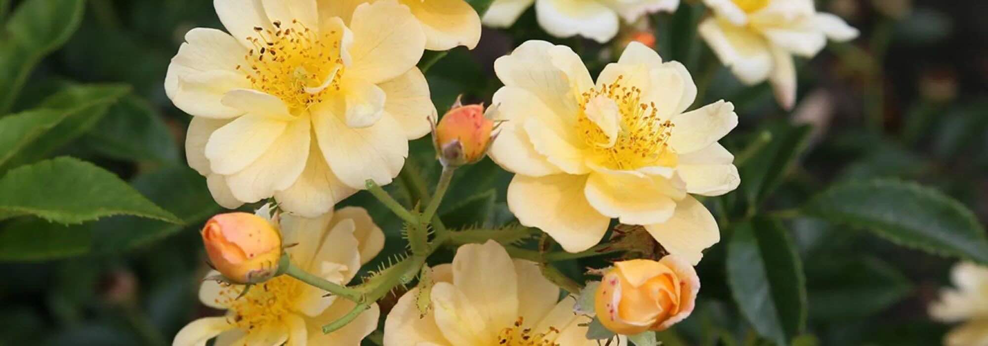 Les rosiers grimpants à fleurs jaunes et orange pour ensoleiller le jardin !