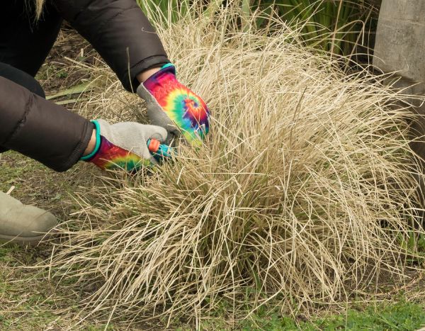 Quand et comment tailler le Panic érigé ou Panicum ?
