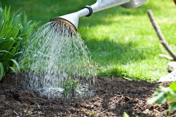 Jardinage débutant : arroser ses plantes efficacement