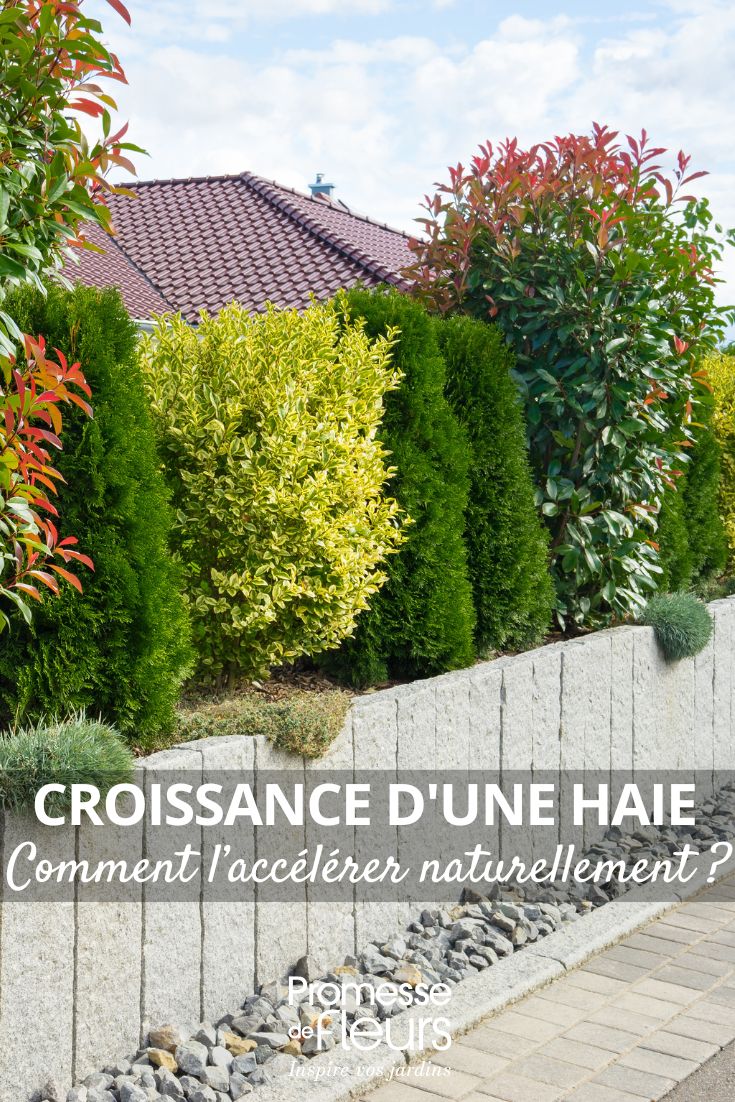haie variée