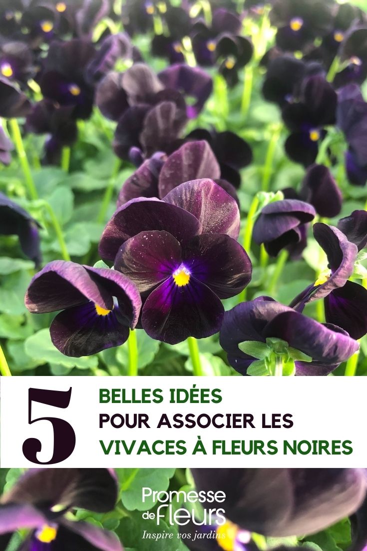 Comment associer les vivaces à fleurs noires Viola-Sorbet-Black-Delight