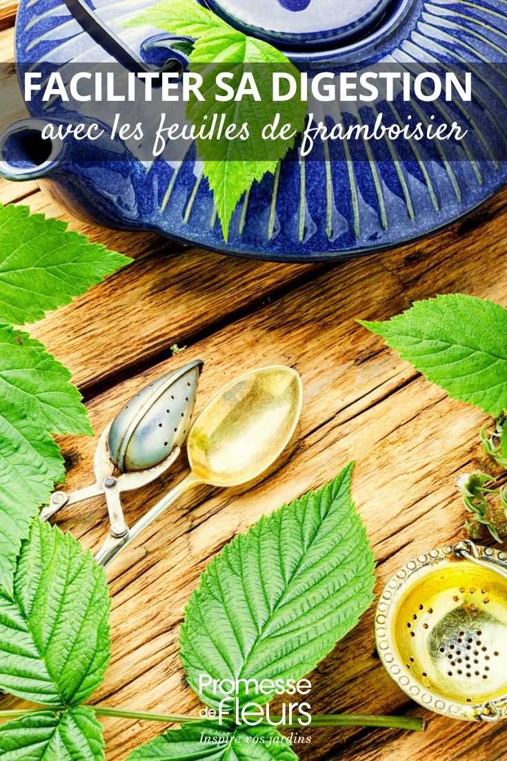 Comment faciliter sa digestion avec les feuilles de framboisier infusion de feuilles de framboisier et bienfaits