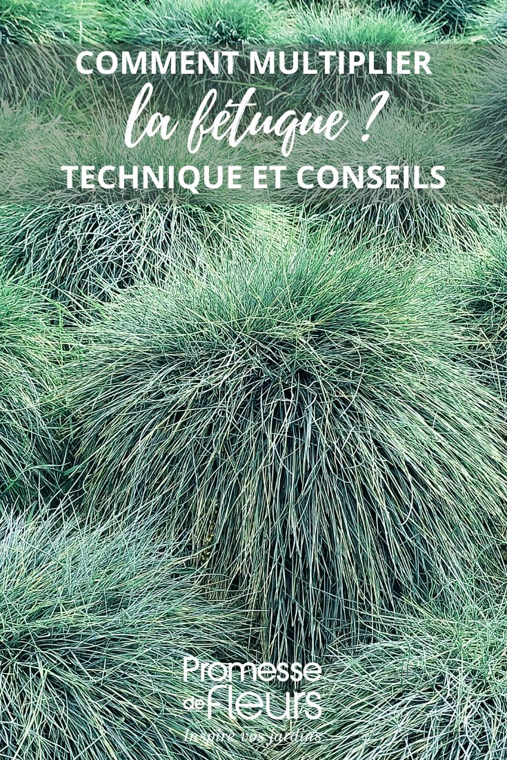 festuca glauca