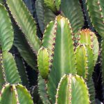 Euphorbe cactus : planter, cultiver et entretenir