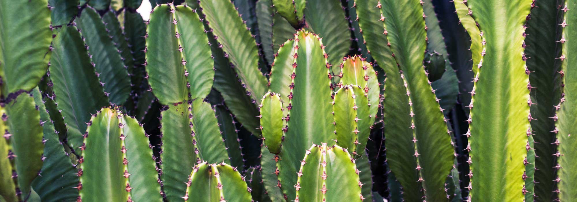 Euphorbe cactus : planter, cultiver et entretenir