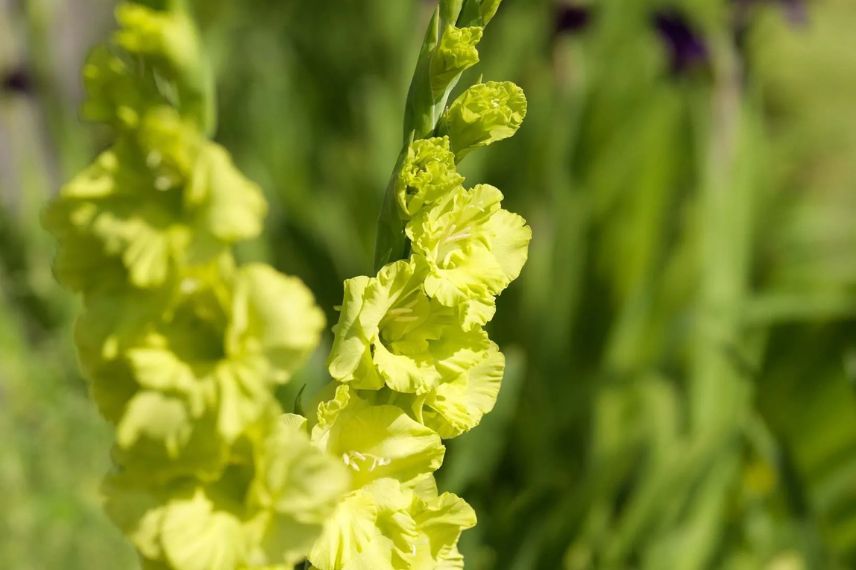 Glaïeul à fleurs vert acide