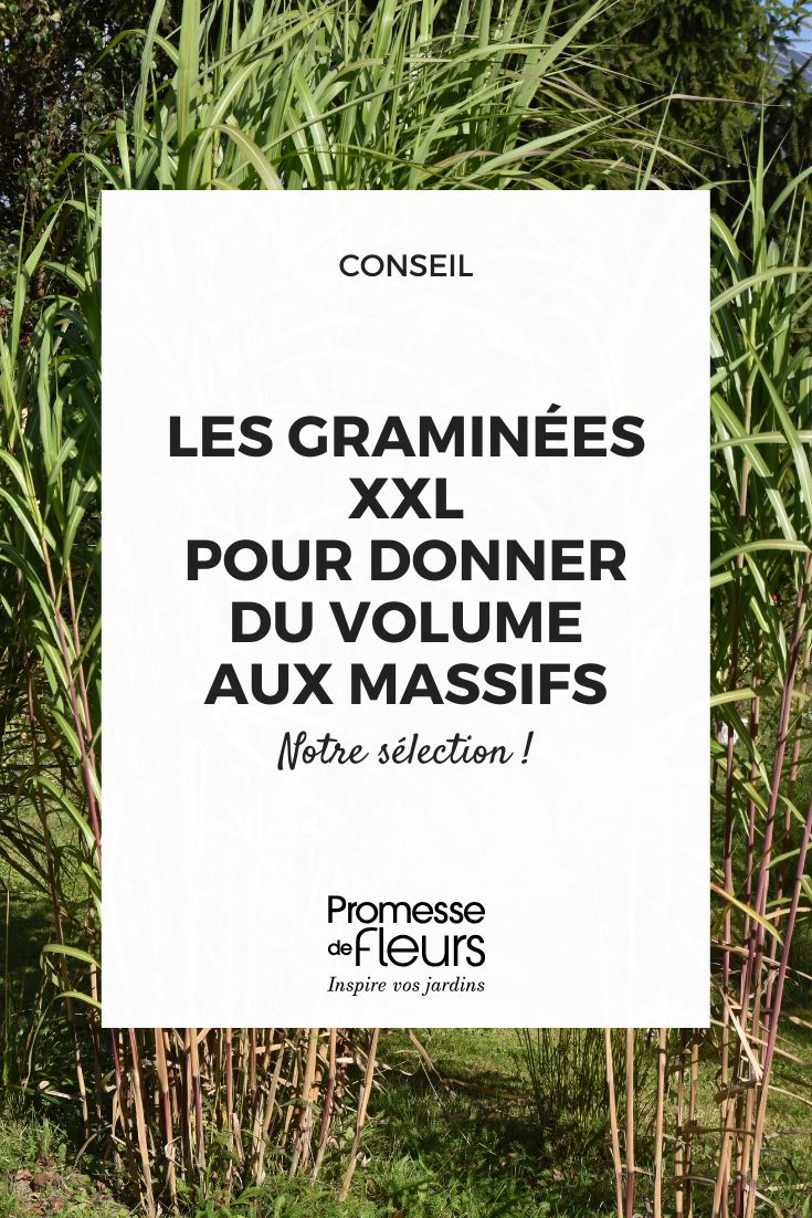 Graminées XXL les variétés incontournables pour donner du volume aux massifs Graminées XXL : les variétés incontournables pour donner du volume aux massifs