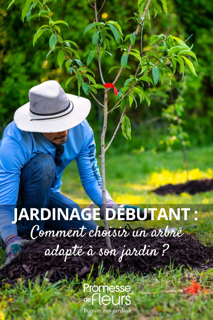 Jardinage débutant choisir un arbre adapté à son jardin en 6 étapes simples comment choisir son arbre