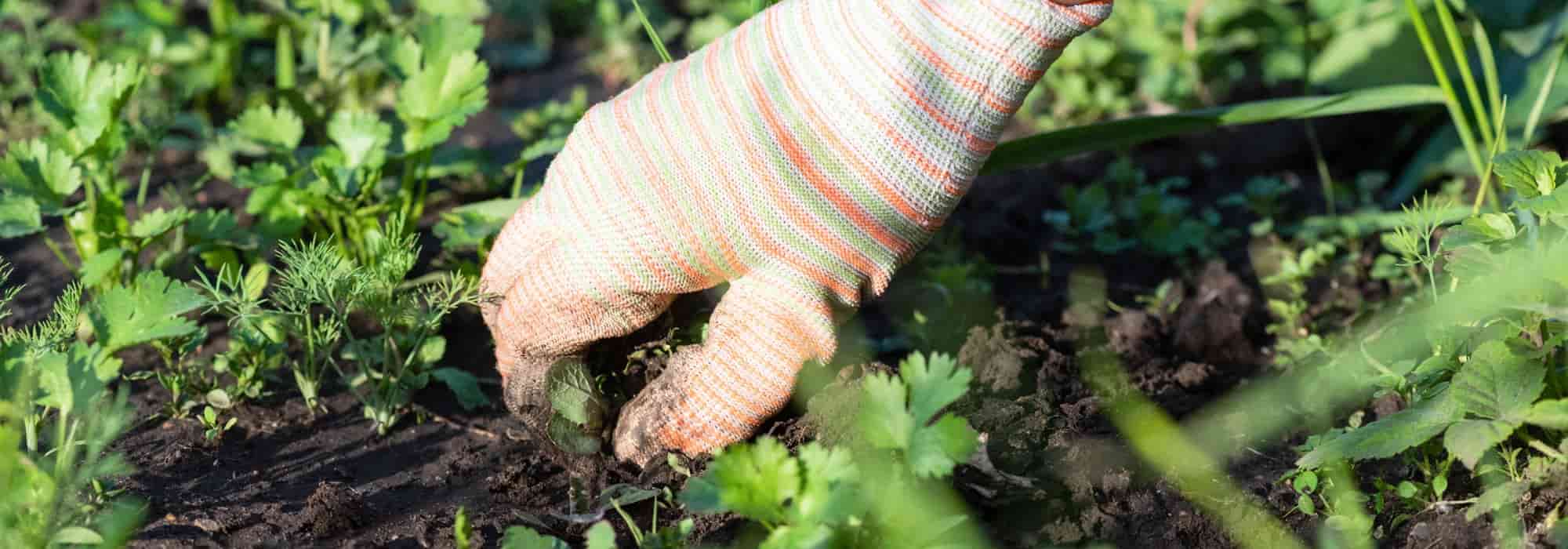 Jardinage débutant : comment désherber facilement et sans produits chimiques ?