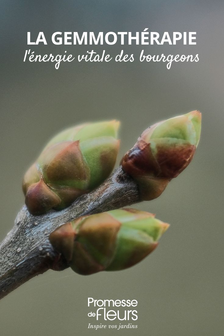 La gemmothérapie l'énergie vitale des bourgeons les bienfaits des bourgeons