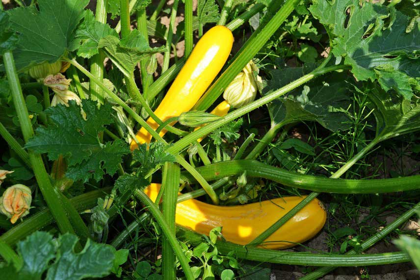 Legumes faciles à cultiver : courgettes