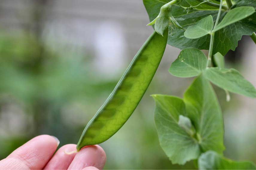 Legumes faciles à cultiver : pois mangetout