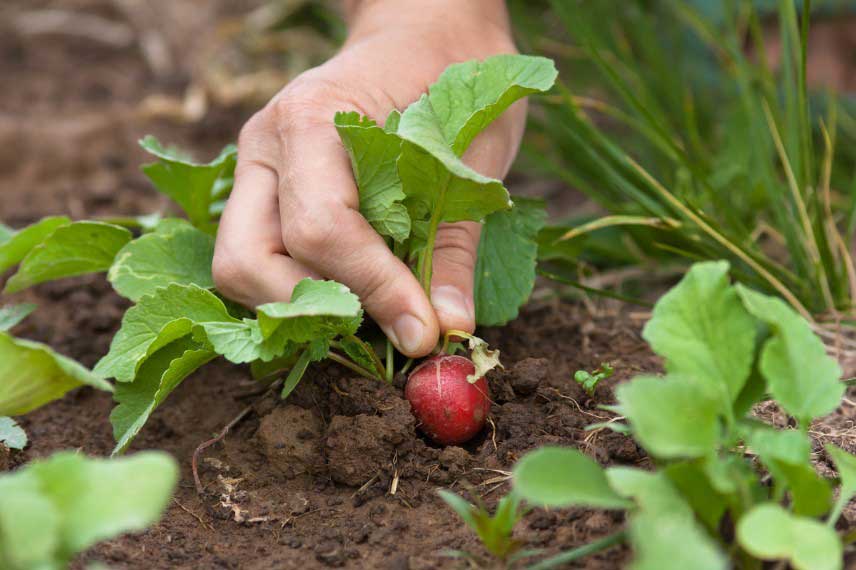 Legumes faciles à cultiver : radis