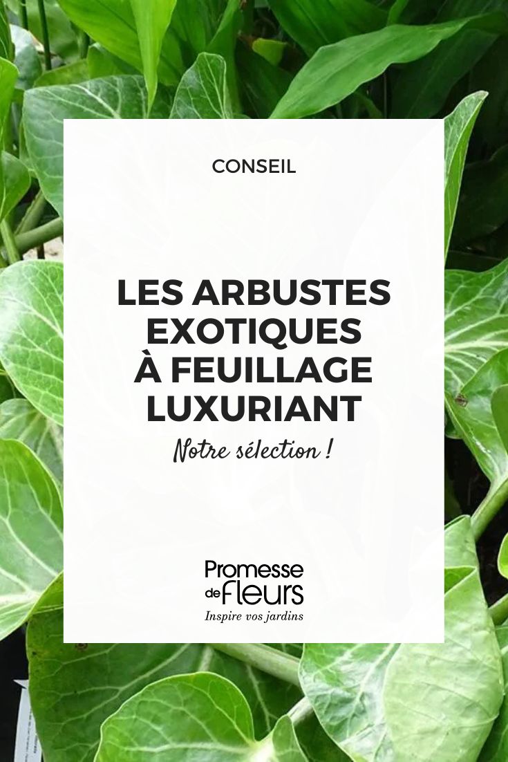 Les arbustes exotiques à feuillage luxuriant pour un jardin dépaysant ! Dendroseris litoralis