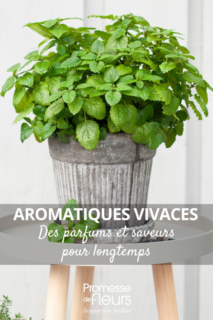 Les plantes aromatiques vivaces des parfums et saveurs pour longtemps Melissa