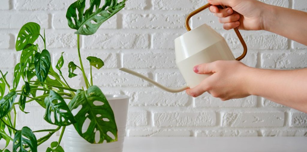 Bewässerung eines Monstera adansonii