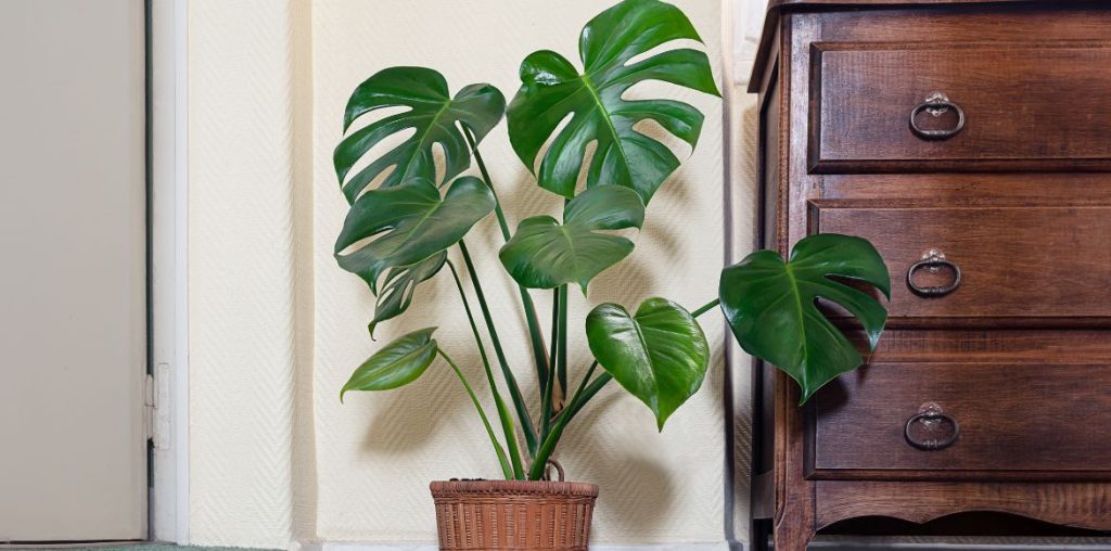 Die Monstera ist eine klassische Zimmerpflanze.