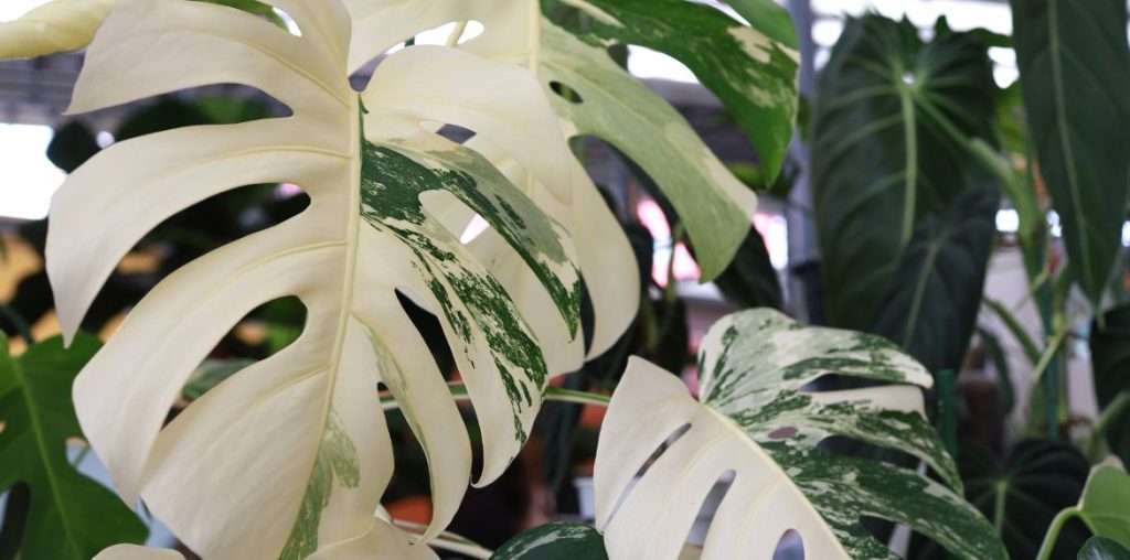 Monstera mit panaschiertem Laub