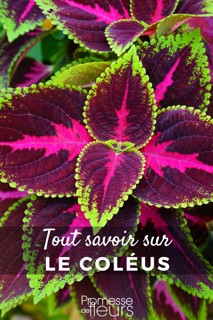 tout savoir sur le coléus feuilles de Coléus