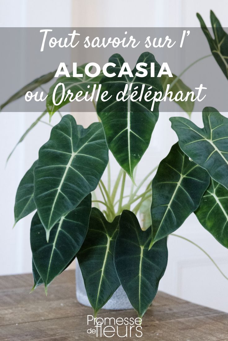 Alocasia : cultiver et entretenir Oreille d'éléphant