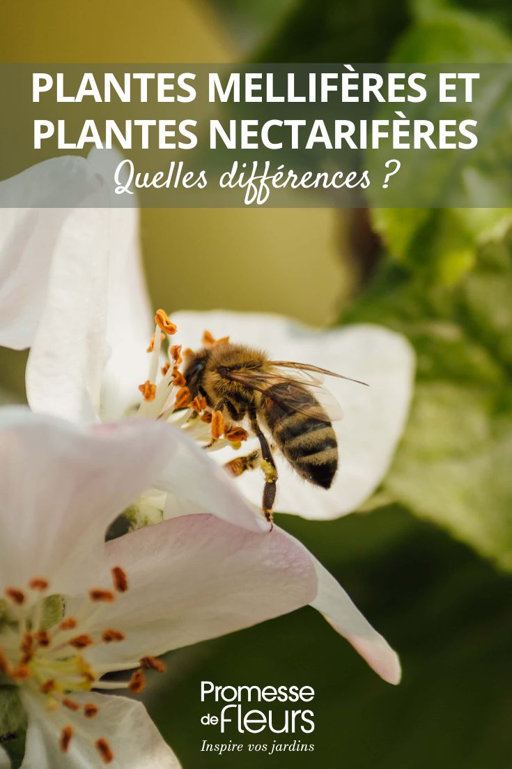 Plantes mellifères et plantes nectarifères quelles différences les plantes mellifères et plantes nectarifères du jardin : les différenciers