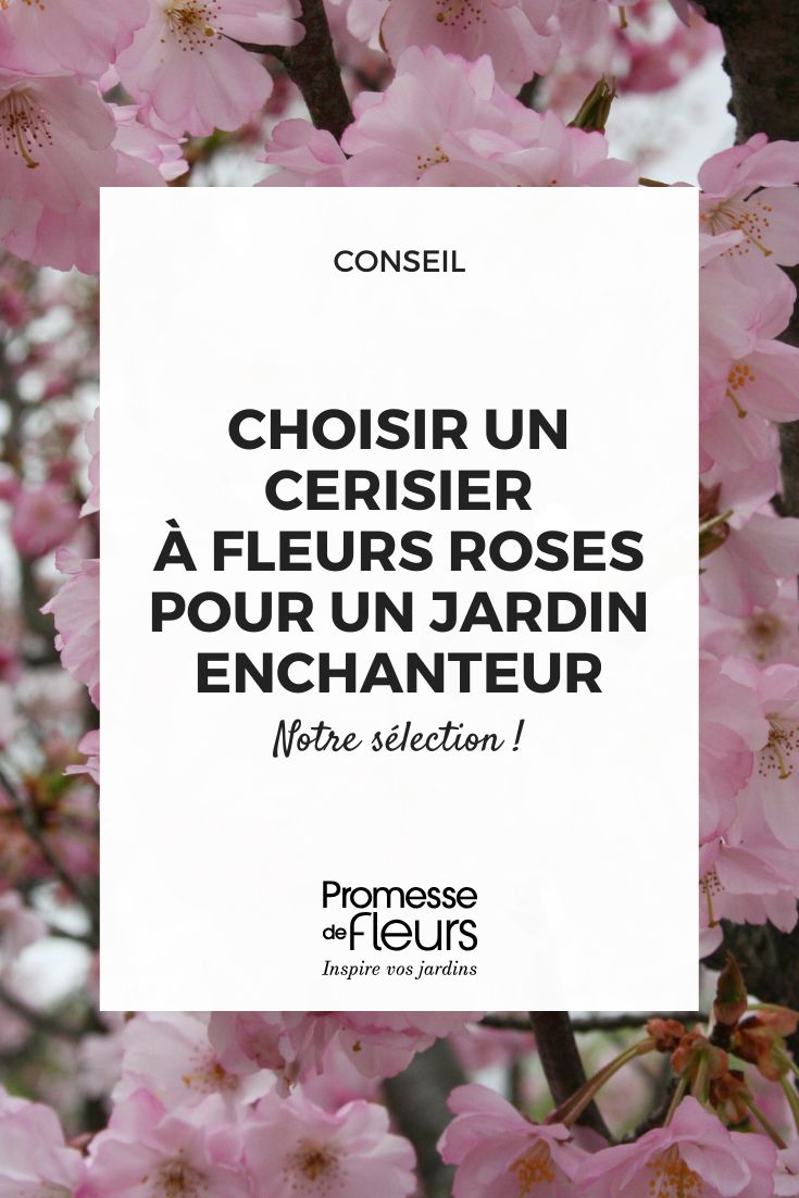 Quels cerisiers à fleurs roses choisir pour un jardin enchanteur (1) Prunus Accolade